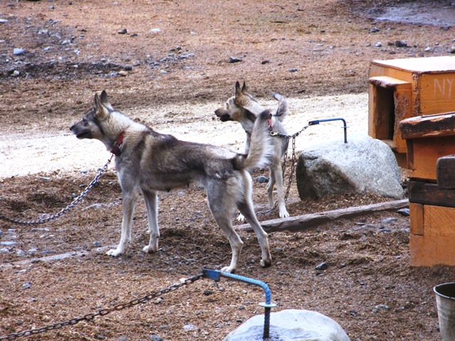Alaskan husky dogs at Husky Homestead.